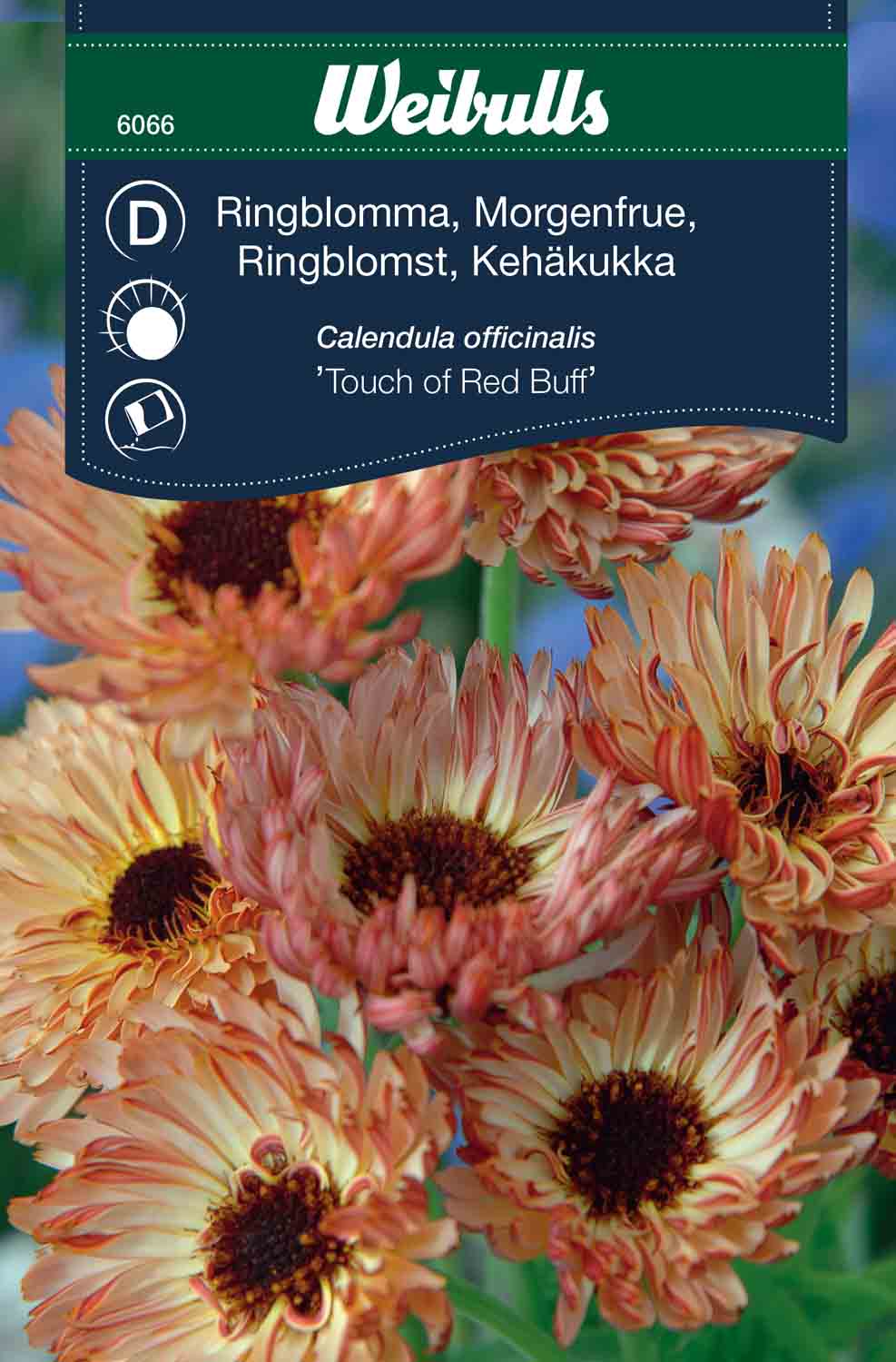 Weibulls Ringblomma 'Touch of red buff'