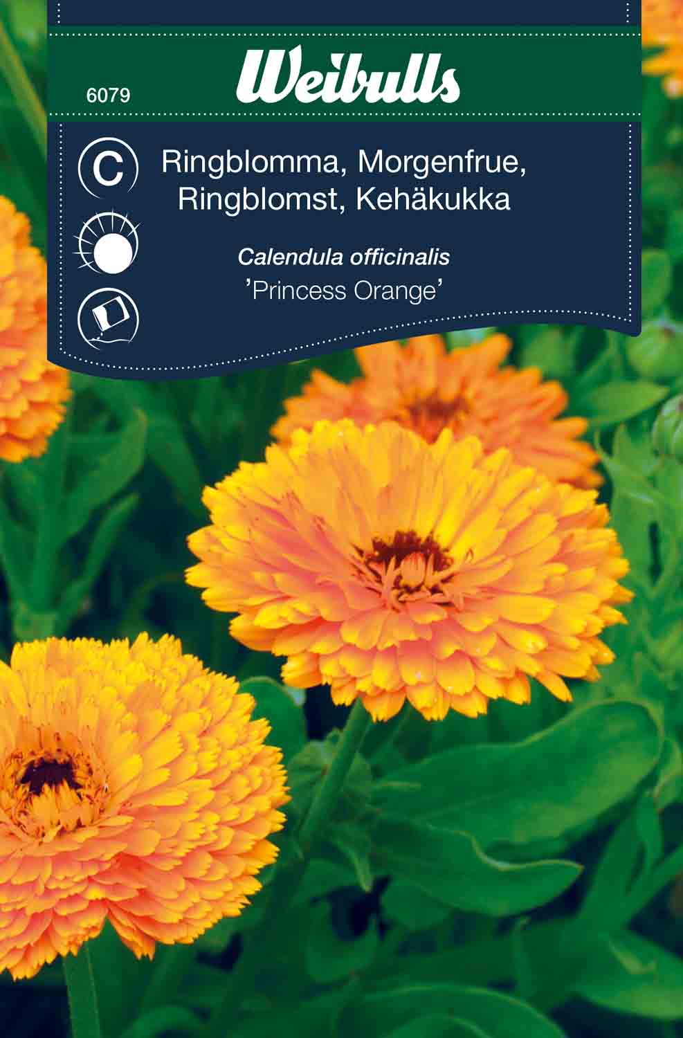 Weibulls Ringblomma   'Princess orange'