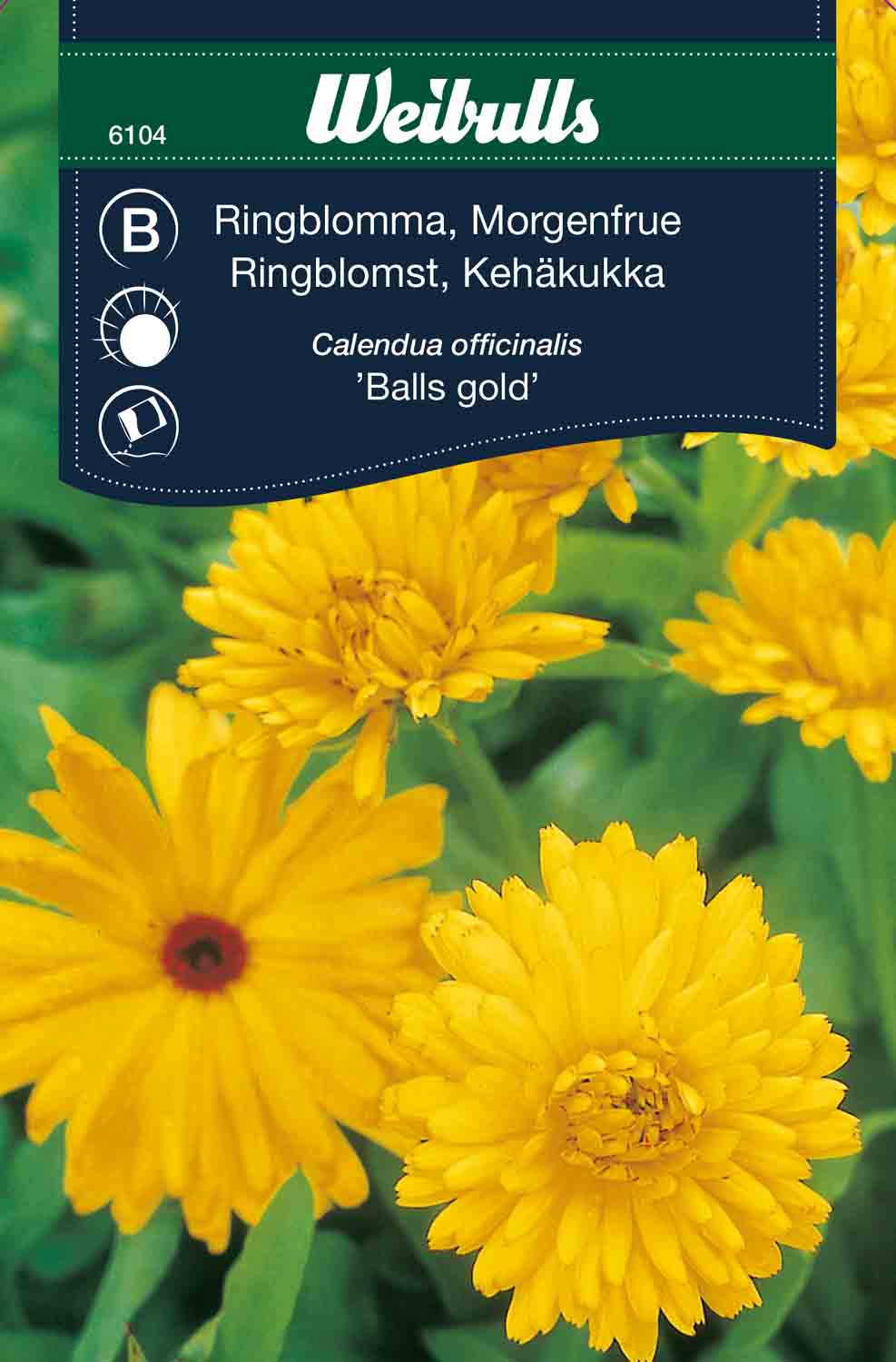 Weibulls Ringblomma 'Balls Gold'