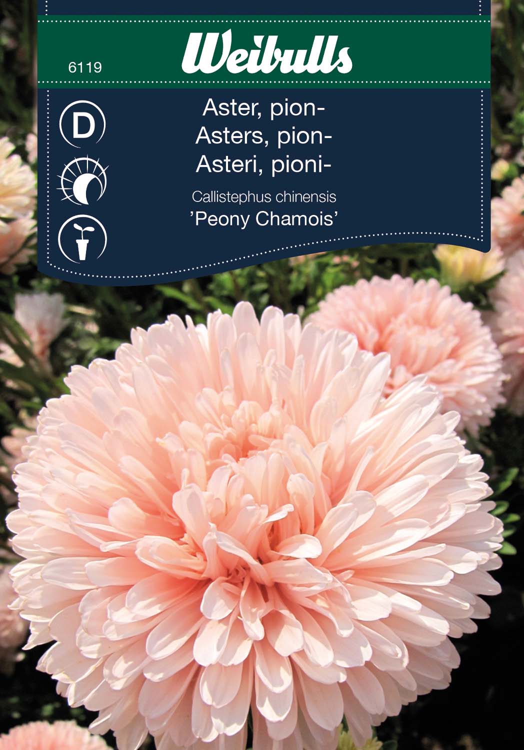 Weibulls Aster, pion- 'Peony Chamois'