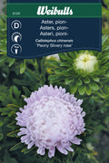Weibulls Aster 'Silvery Rose'