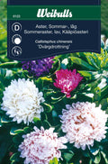 Weibulls Aster, sommar-, låg 'Dvärgdrottning'