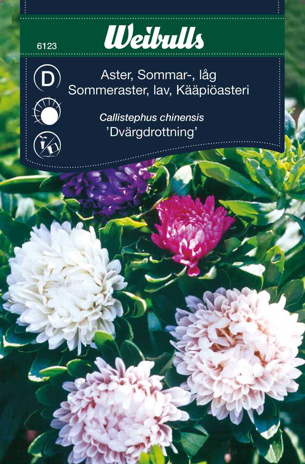 Weibulls Aster, sommar-, låg 'Dvärgdrottning'
