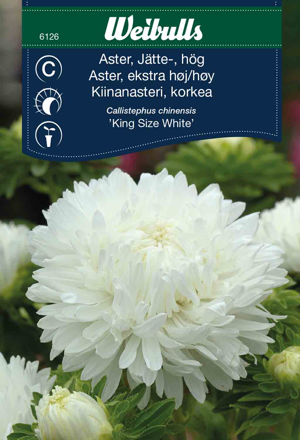Weibulls Aster, jätte-, hög 'King size white'