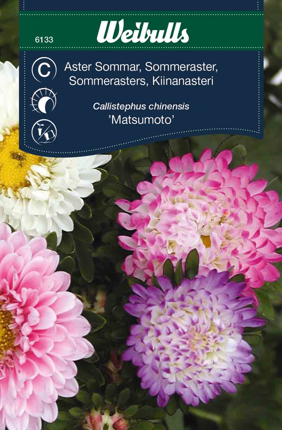 Weibulls Aster, sommar-, pastell 'Matsumoto'