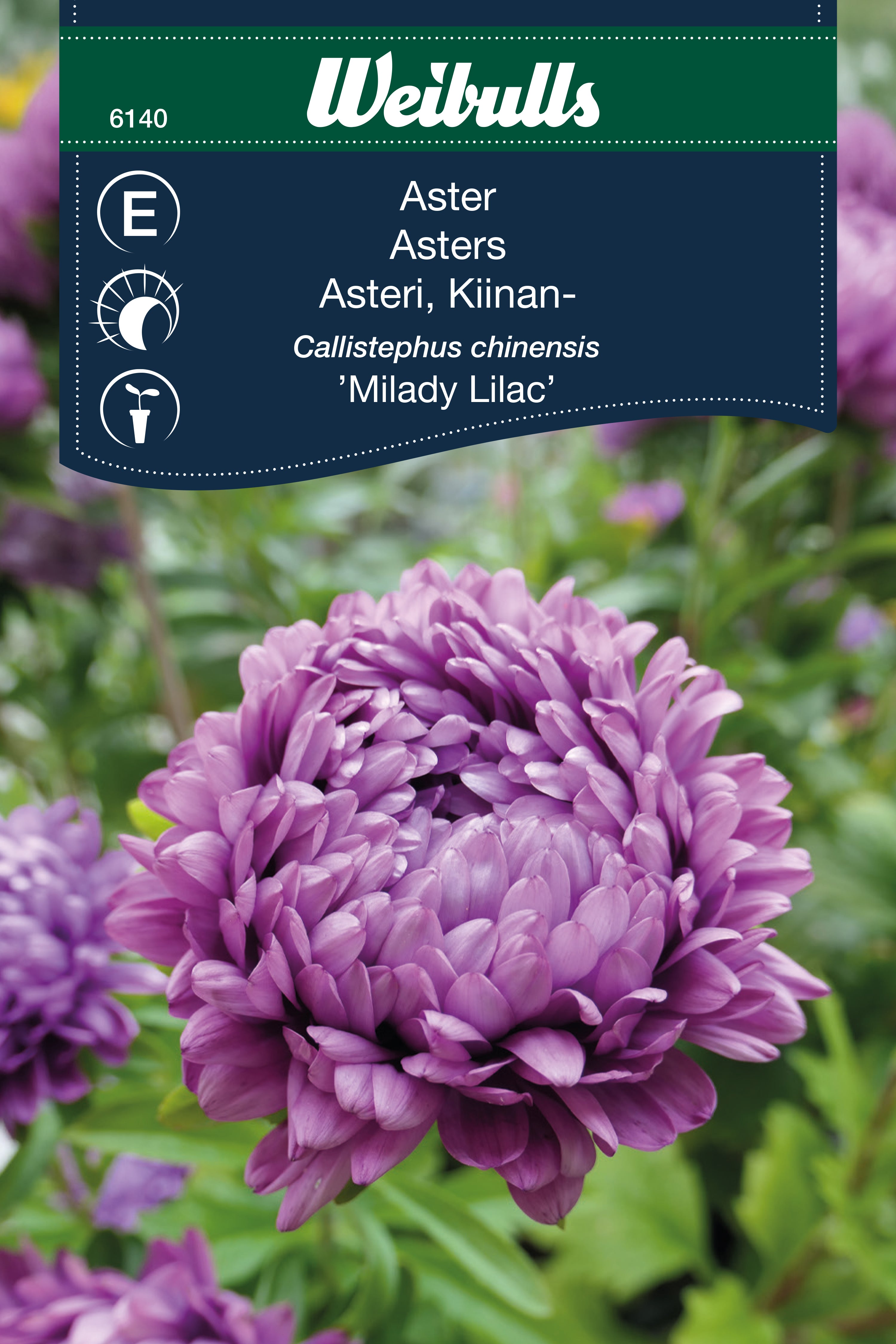 Weibulls Aster 'Milady lilac'