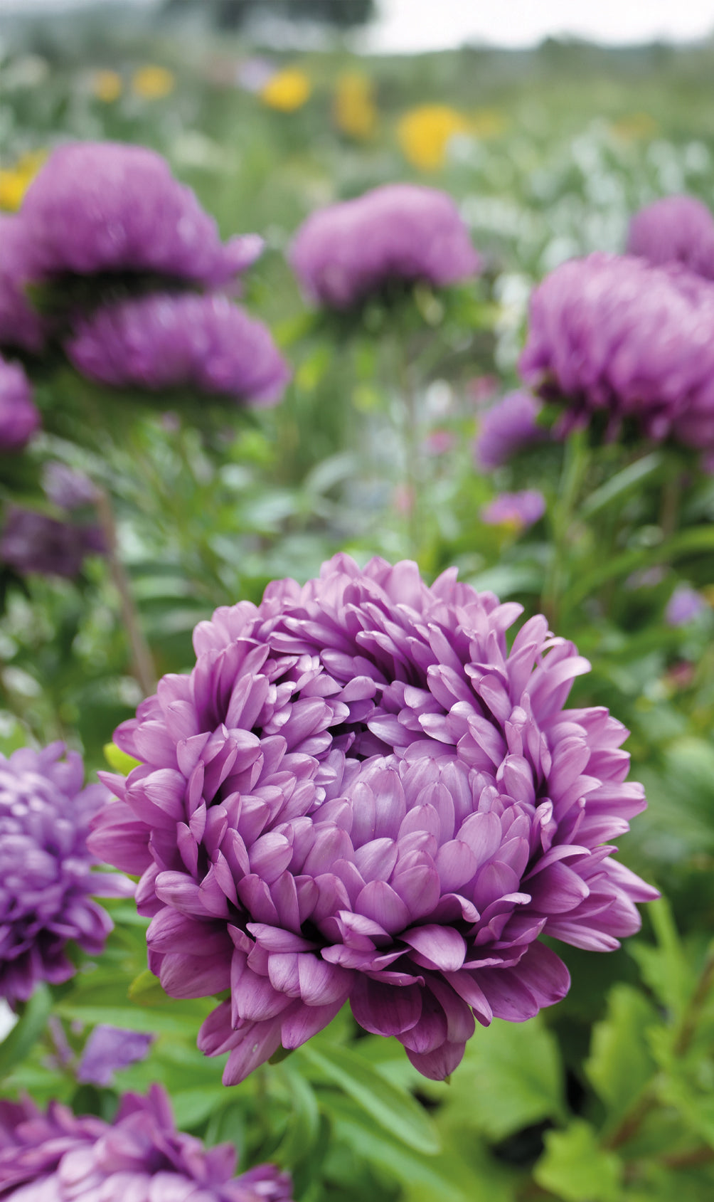 Weibulls Aster 'Milady lilac'