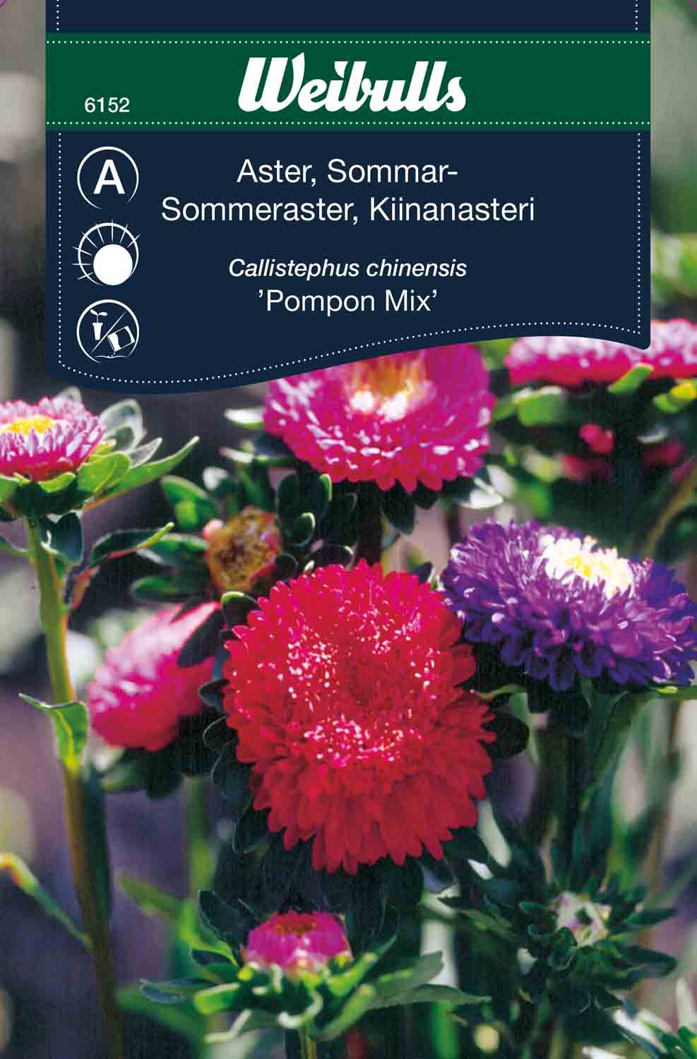 Weibulls Aster, sommar- 'Pompon mix'