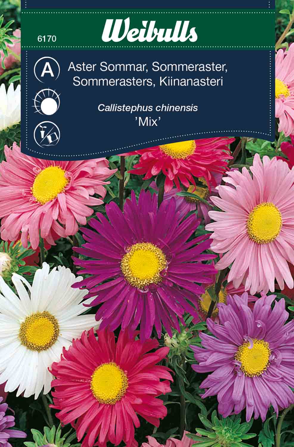 Weibulls Aster, sommar- 'Mix'