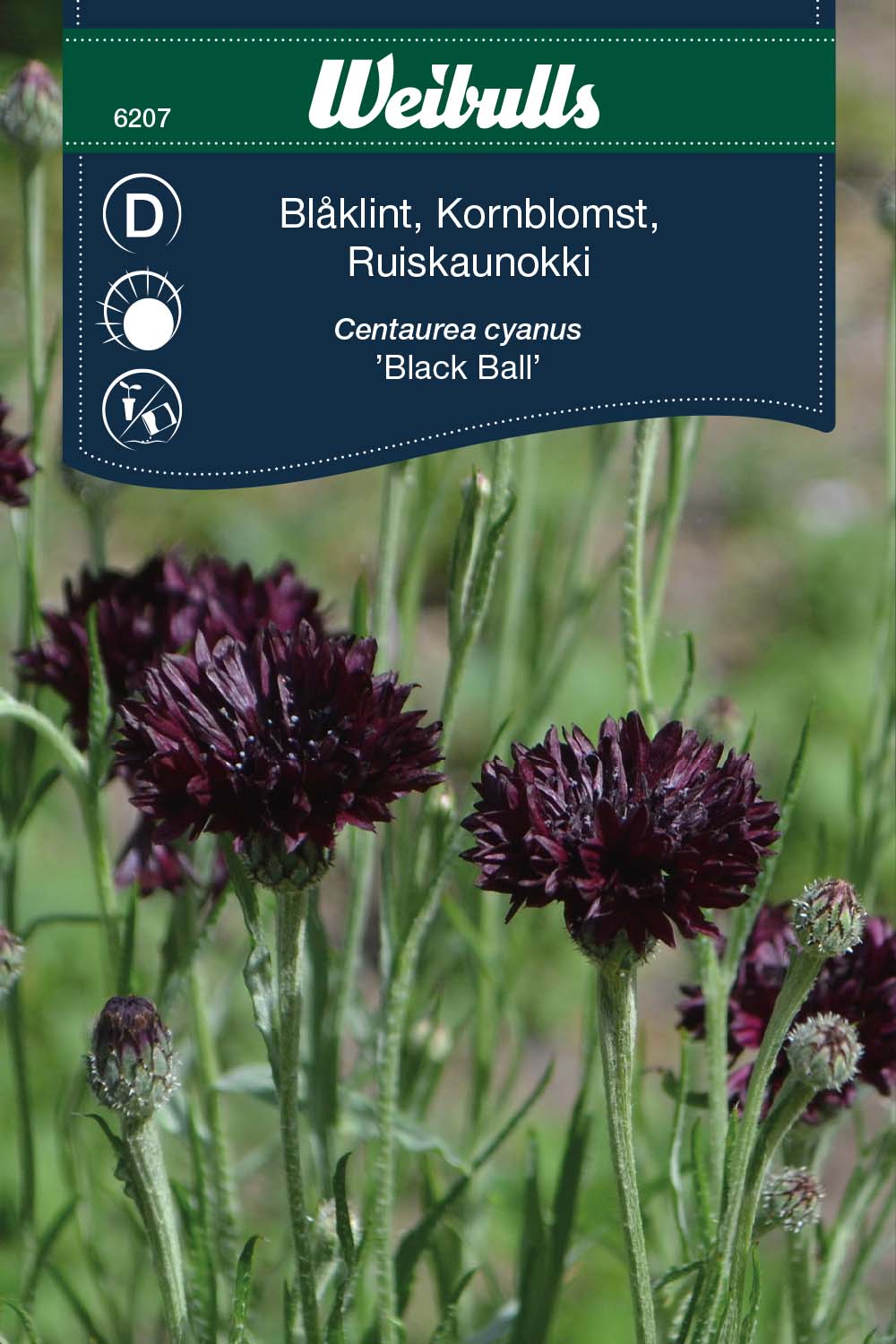 Weibulls Blåklint 'Black Ball'