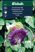 Weibulls Klockranka Blå 'Violet'