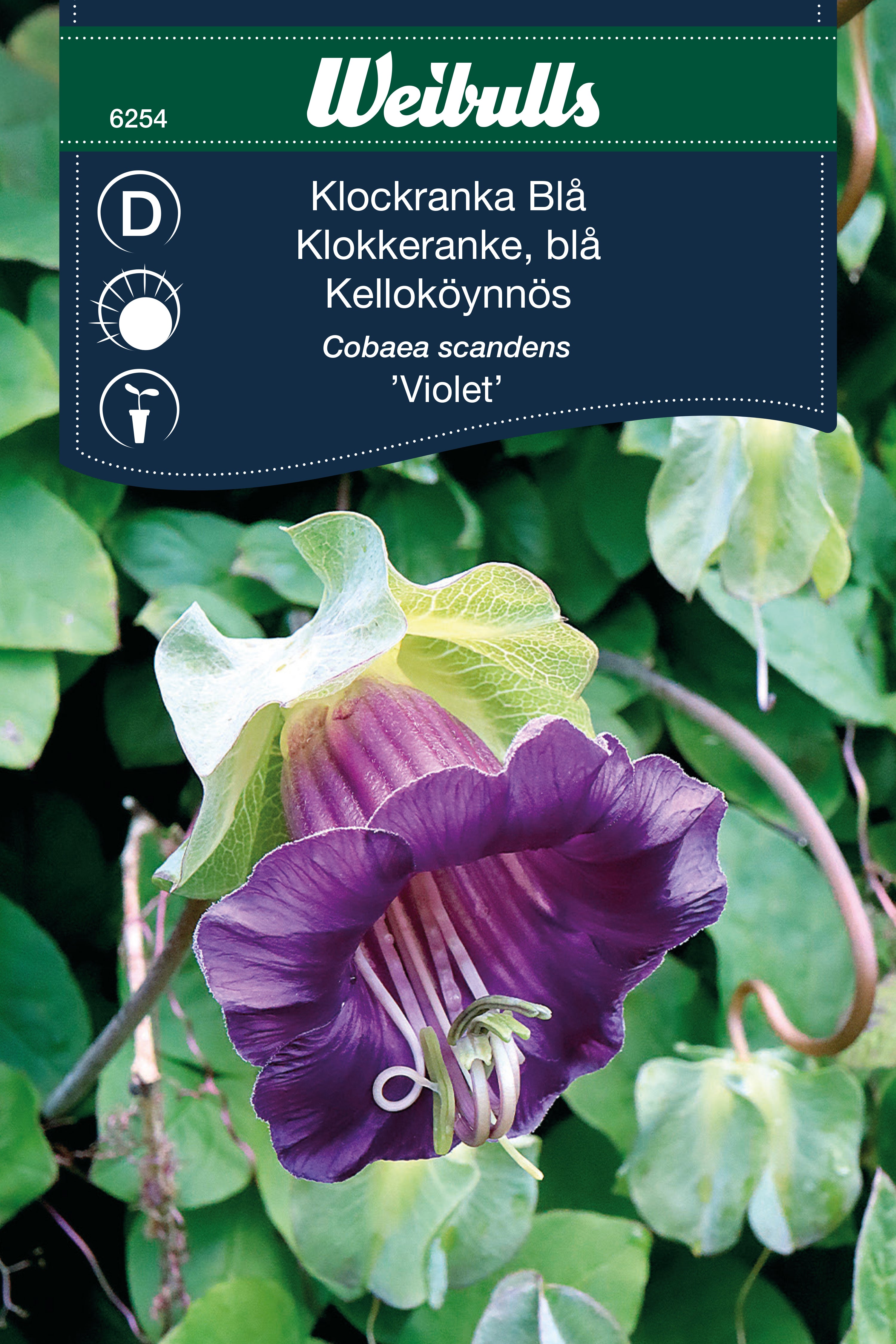 Weibulls Klockranka Blå 'Violet'