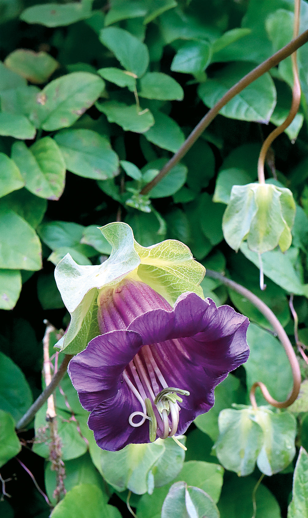 Weibulls Klockranka Blå 'Violet'