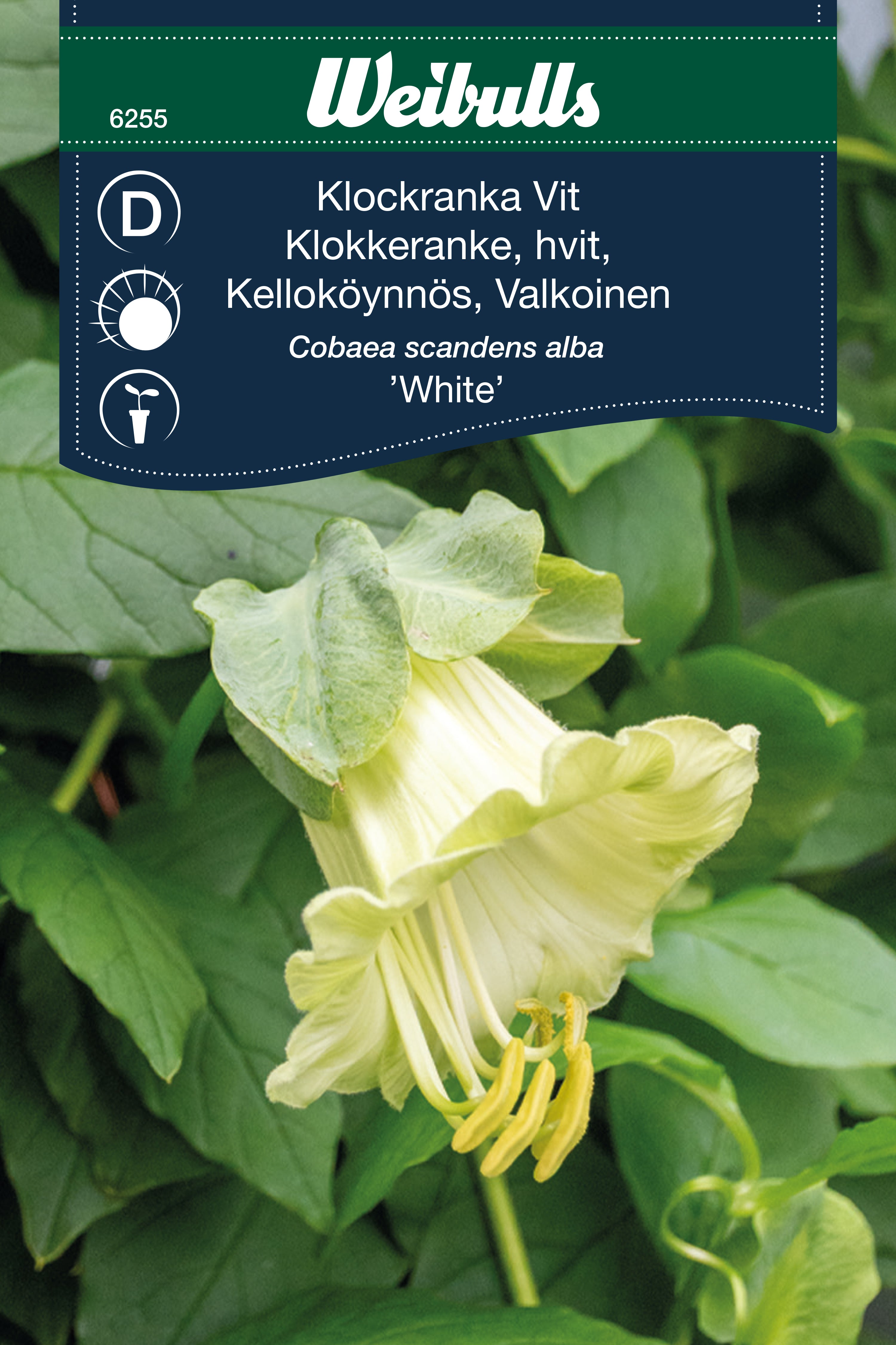 Weibulls Klockranka Vit 'White'