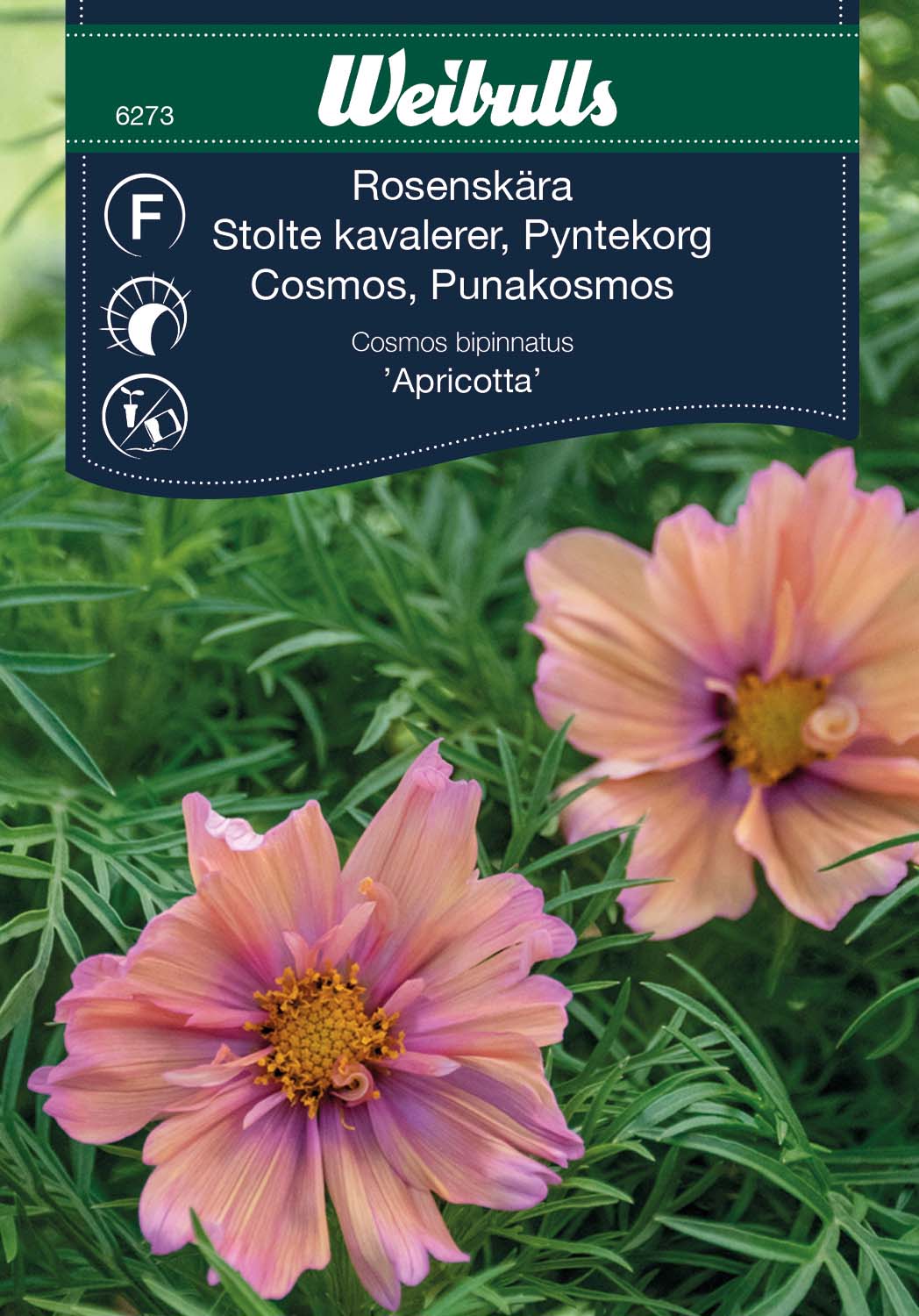 Weibulls Rosenskära 'Apricotta'