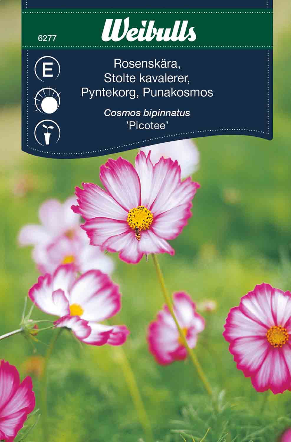 Weibulls Rosenskära  'Picotee'