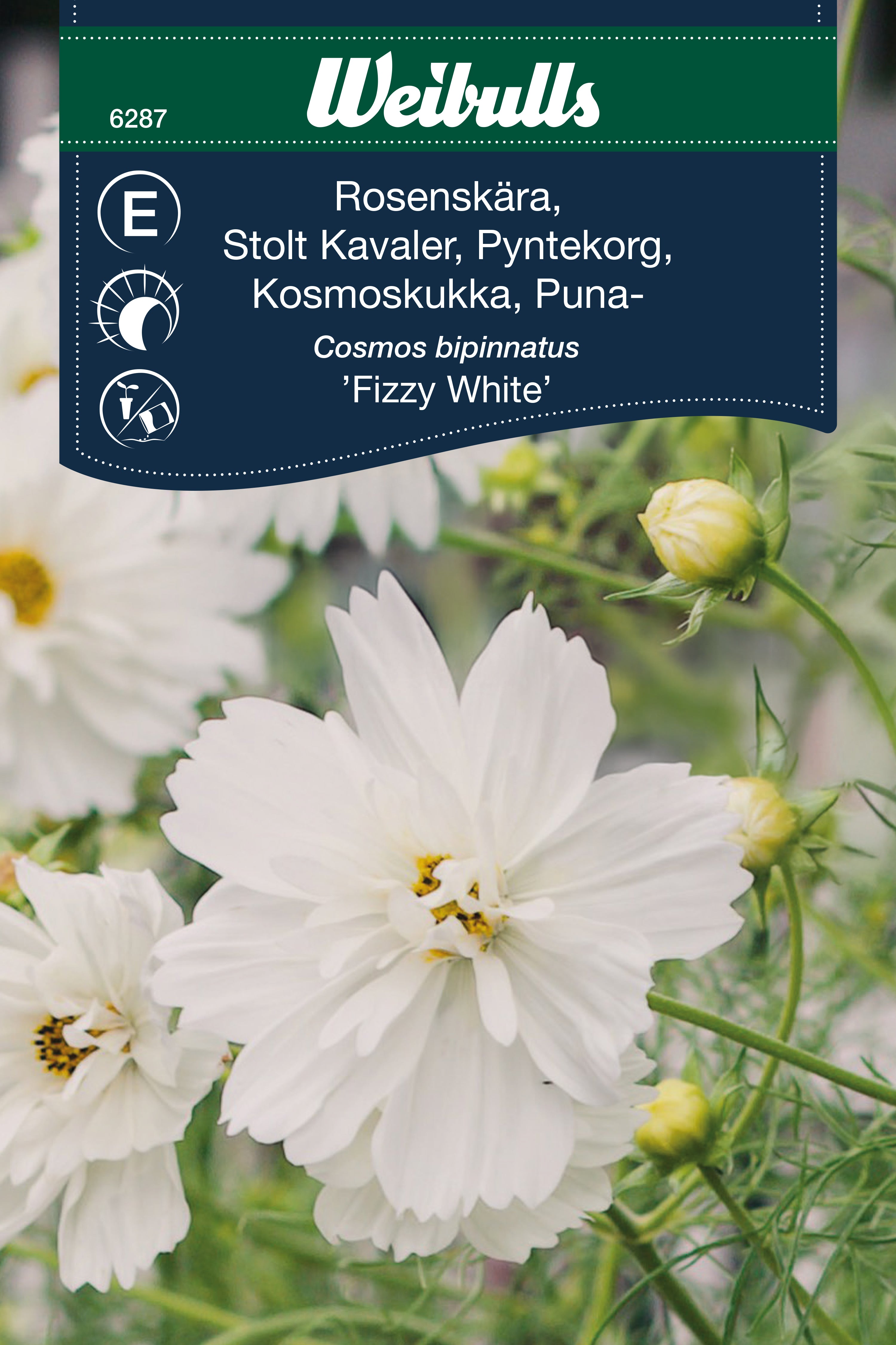 Weibulls Rosenskära 'Fizzy White'