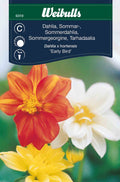 Weibulls Dahlia, sommar- 'Early Bird'