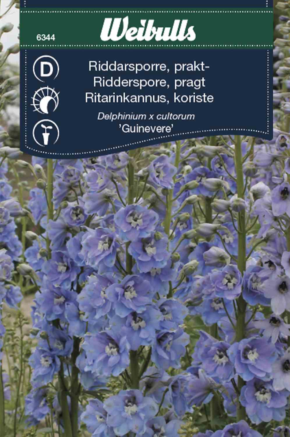 Weibulls Riddarsporre 'Guinevere'