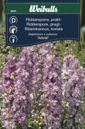 Weibulls Riddarsporre 'Astolat'