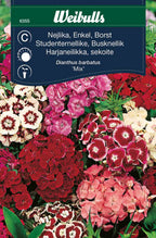 Weibulls Nejlika, borst- Mix