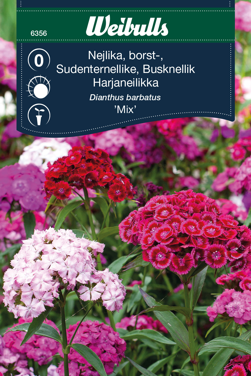Weibulls Nejlika, borst- 'Mix'