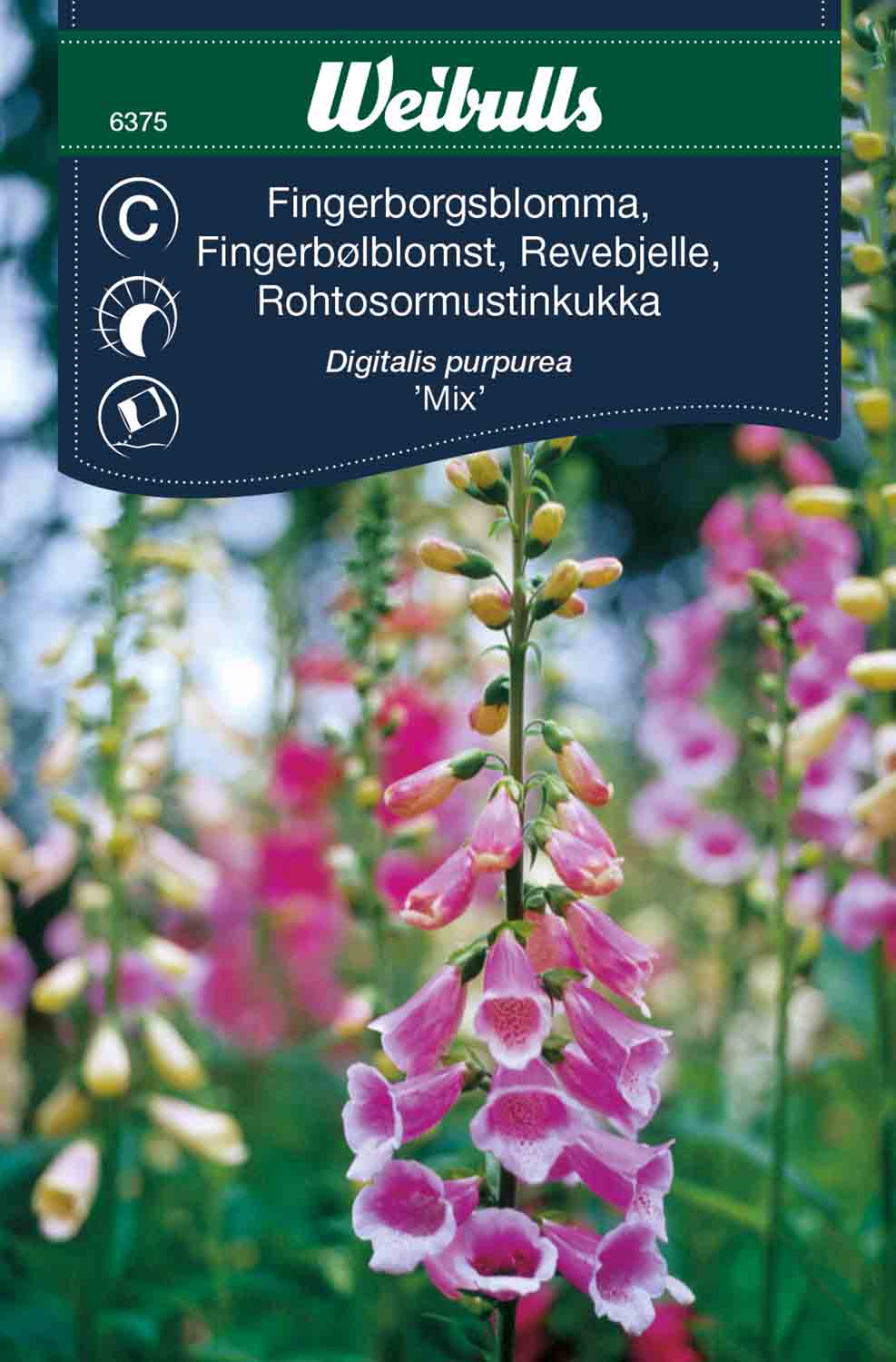 Weibulls Fingerborgsblomma 'Mix'