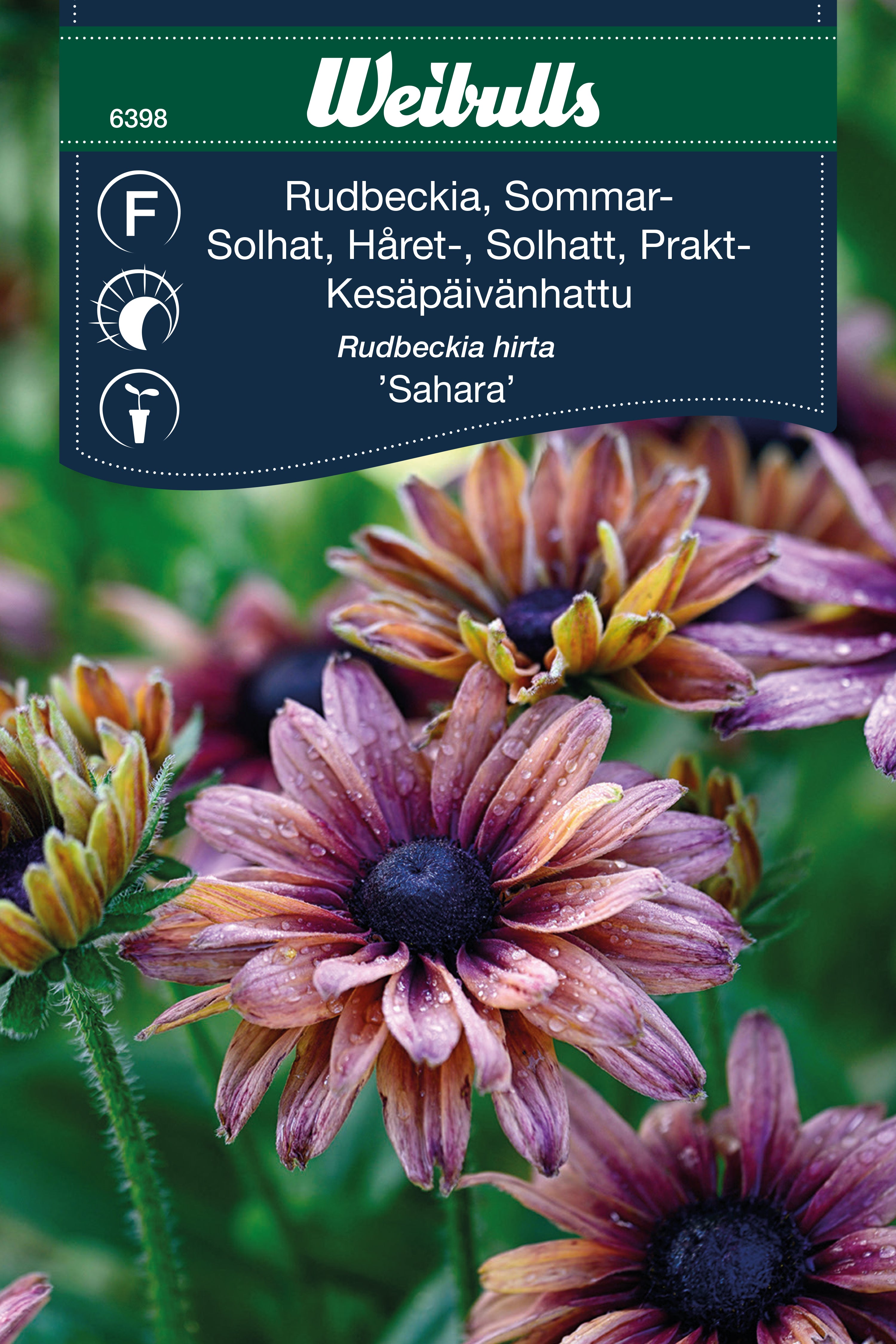 Weibulls Rudbeckia, Sommar- 'Sahara'