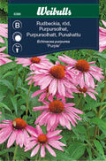 Weibulls Rudbeckia