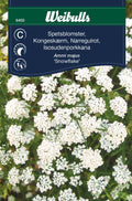 Weibulls Spetsblomster 'Snowflake'
