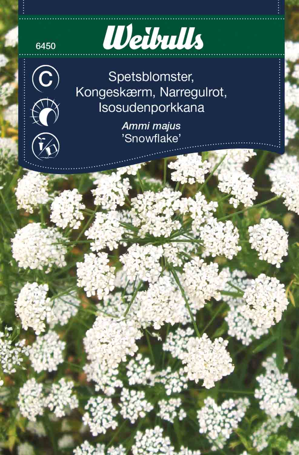 Weibulls Spetsblomster 'Snowflake'