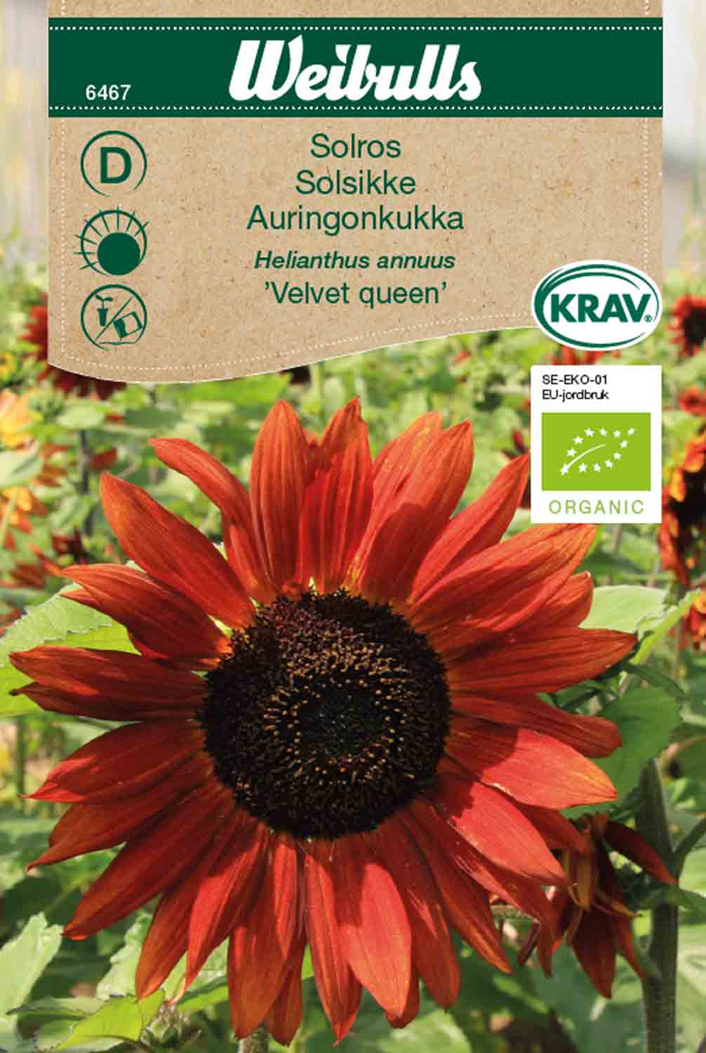 Weibulls Solros, hög KRAV  'Velvet queen'