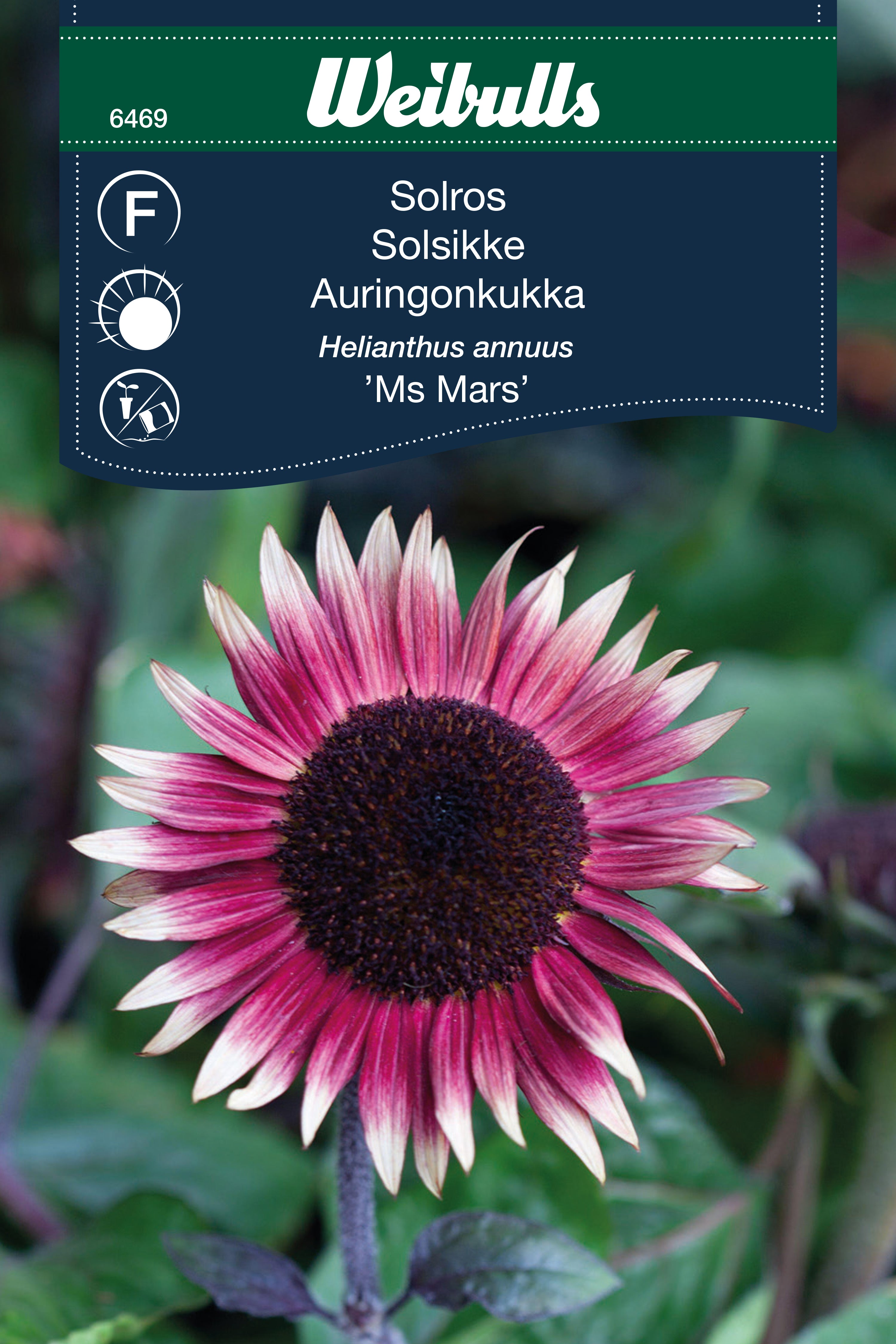 Weibulls Solros 'Ms Mars'