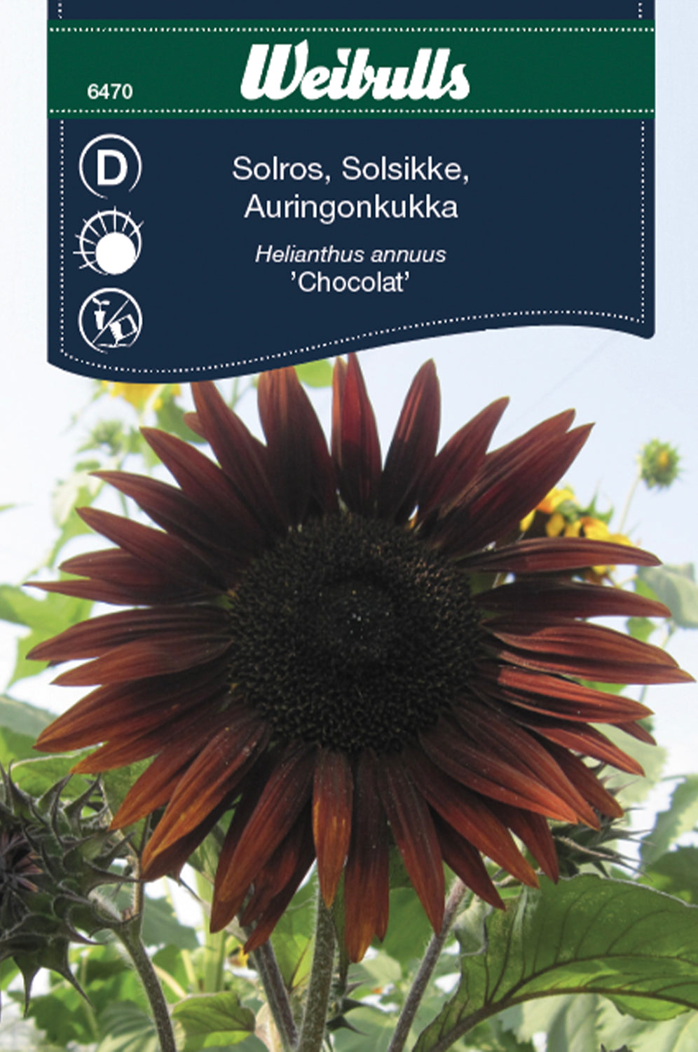 Weibulls Solros, hög 'Chocolat'