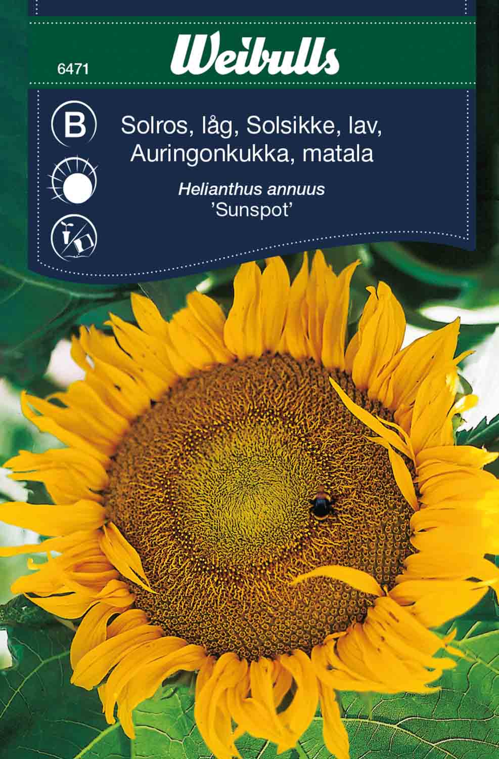 Weibulls Solros, låg 'Sunspot'