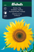 Weibulls Solros, hög 'Uniflorus'