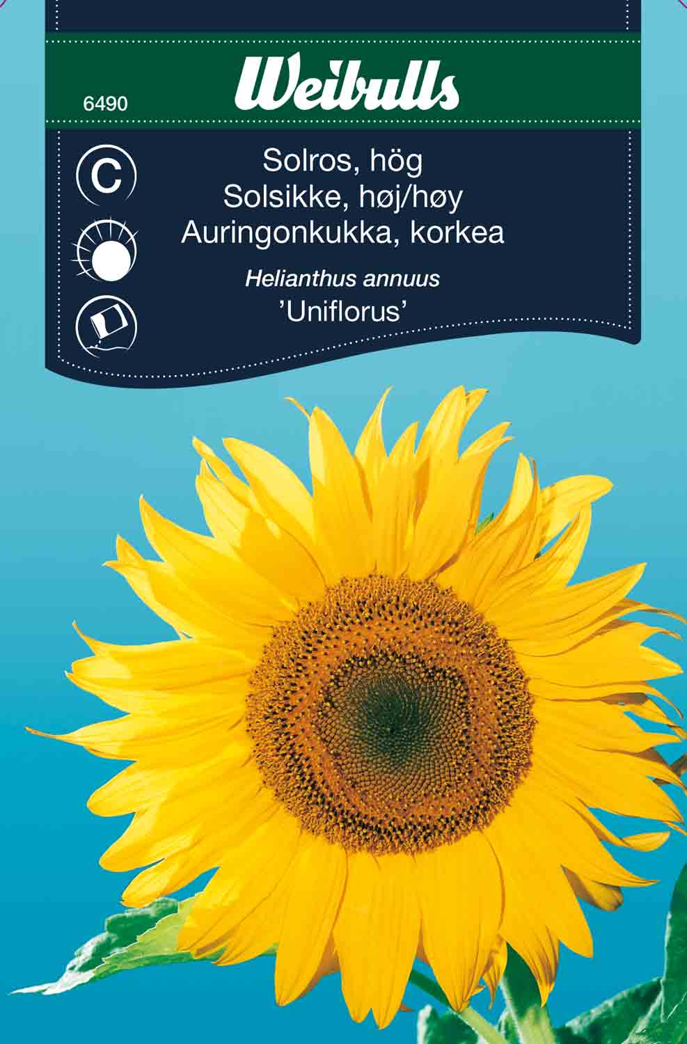 Weibulls Solros, hög 'Uniflorus'