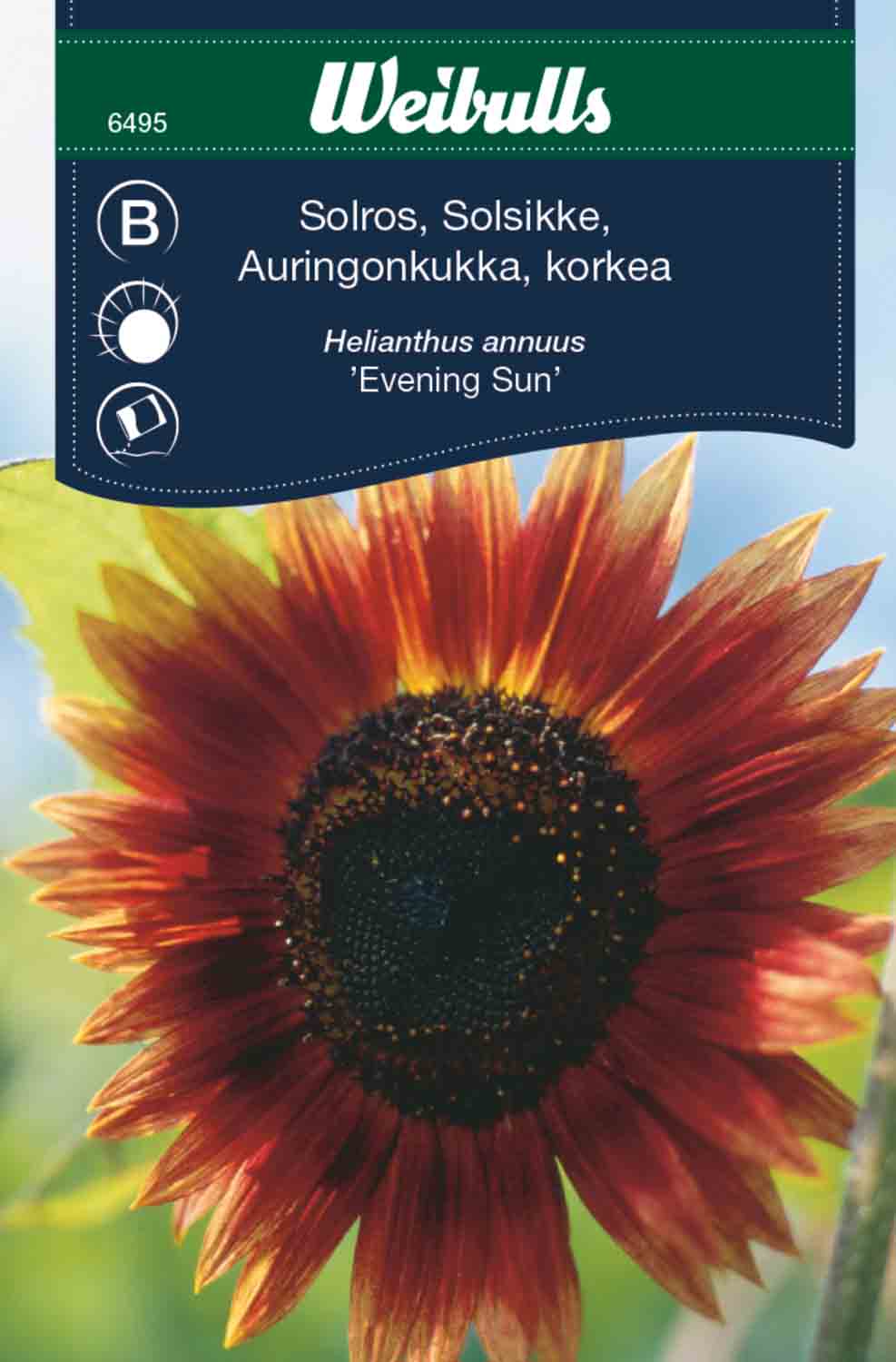 Weibulls Solros, hög 'Evening Sun'