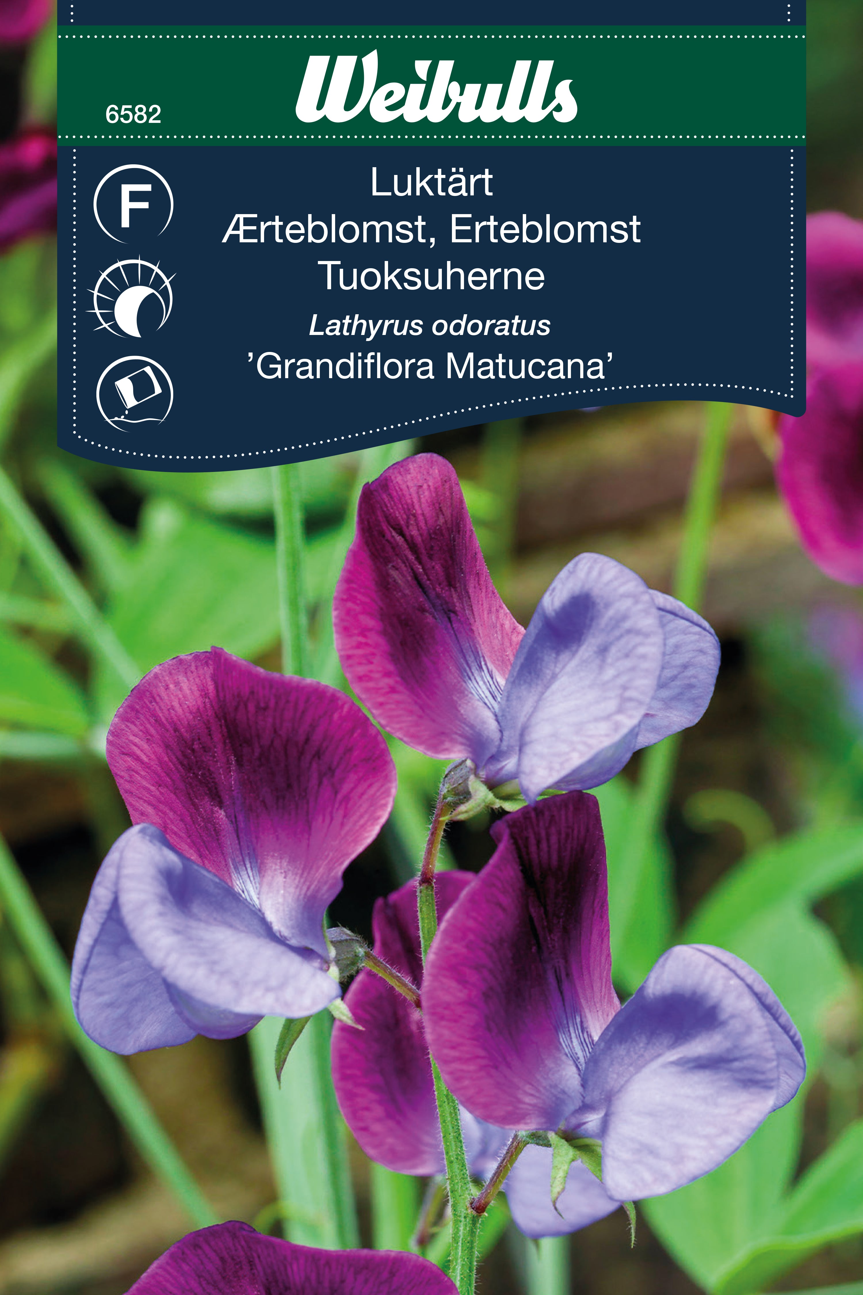 Weibulls Luktärt 'Grandiflora Matucana'