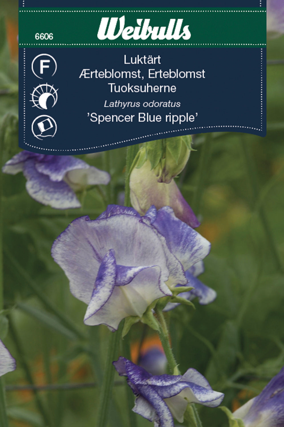 Weibulls Luktärt  'Spencer Blue ripple'