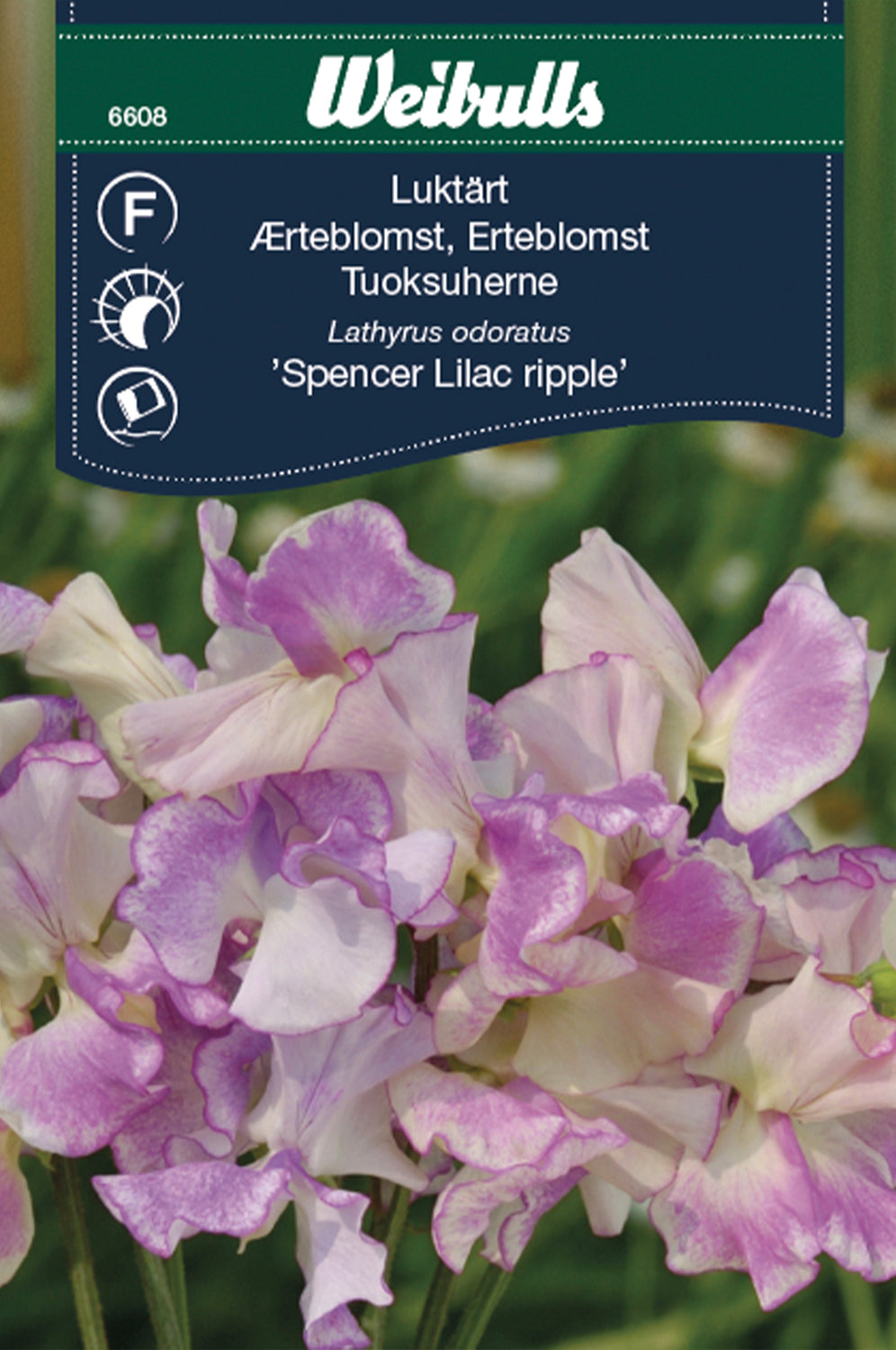 Weibulls Luktärt  'Spencer Lilac ripple'
