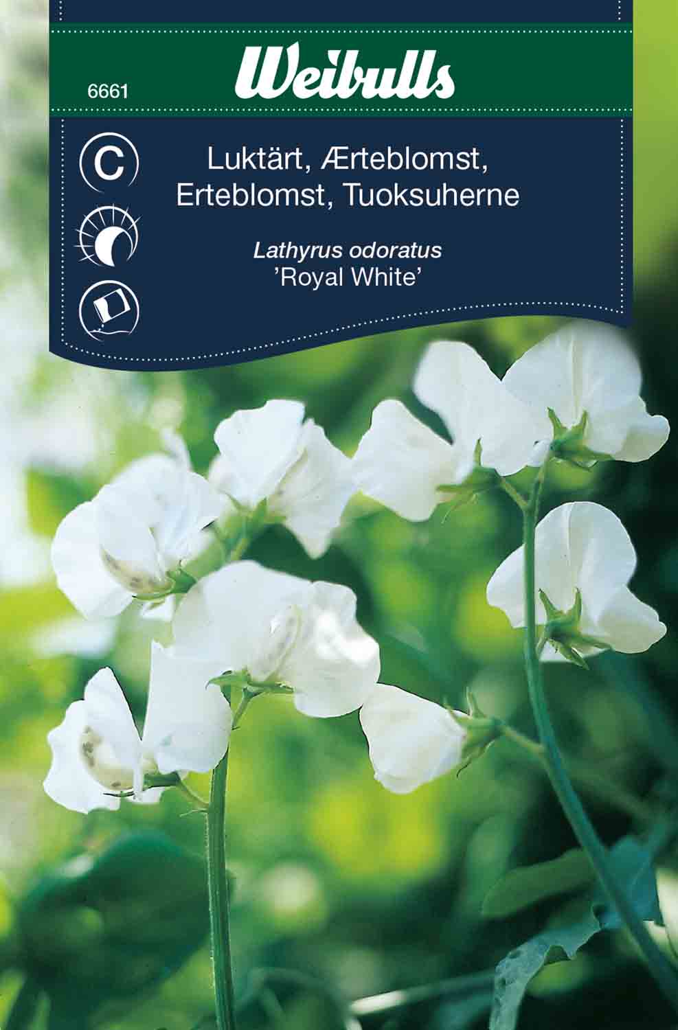 Weibulls Luktärt  'Royal White'