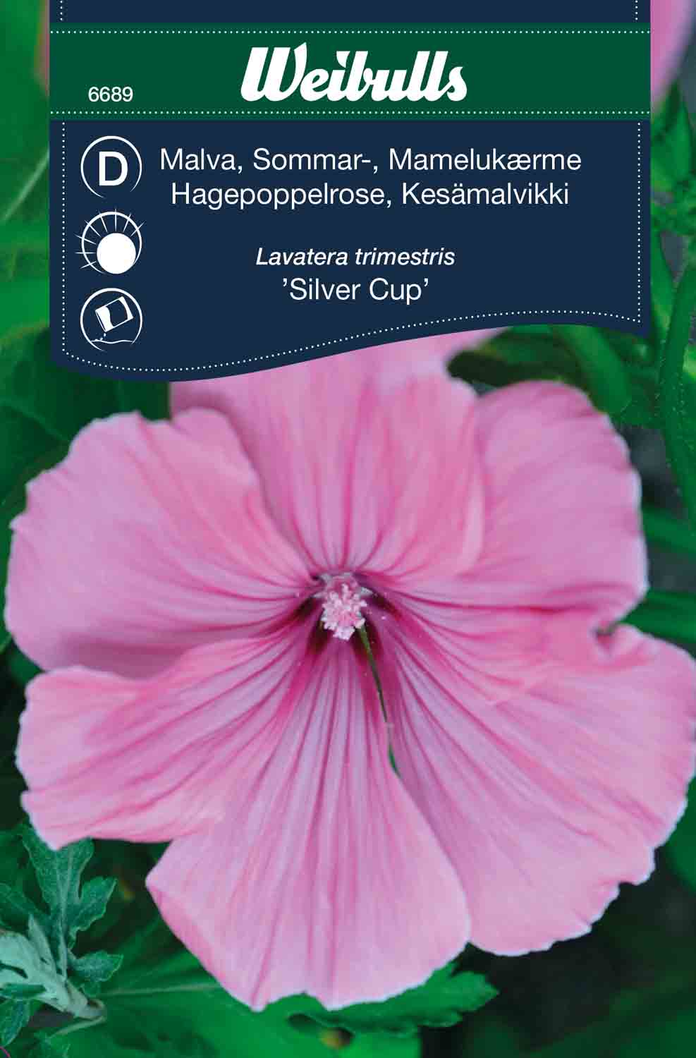 Weibulls Malva, sommar- 'Silver Cup'