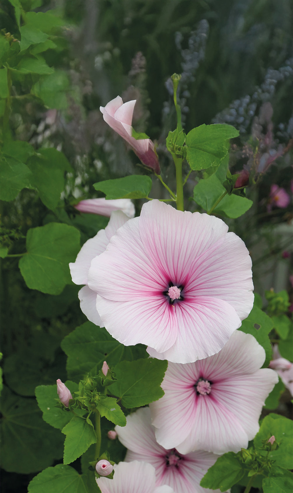 Weibulls Malva, Sommar- 'Pink Blush'