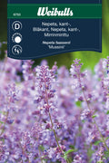 Weibulls Nepeta, kant-, Kattmynta 'Mussinii '