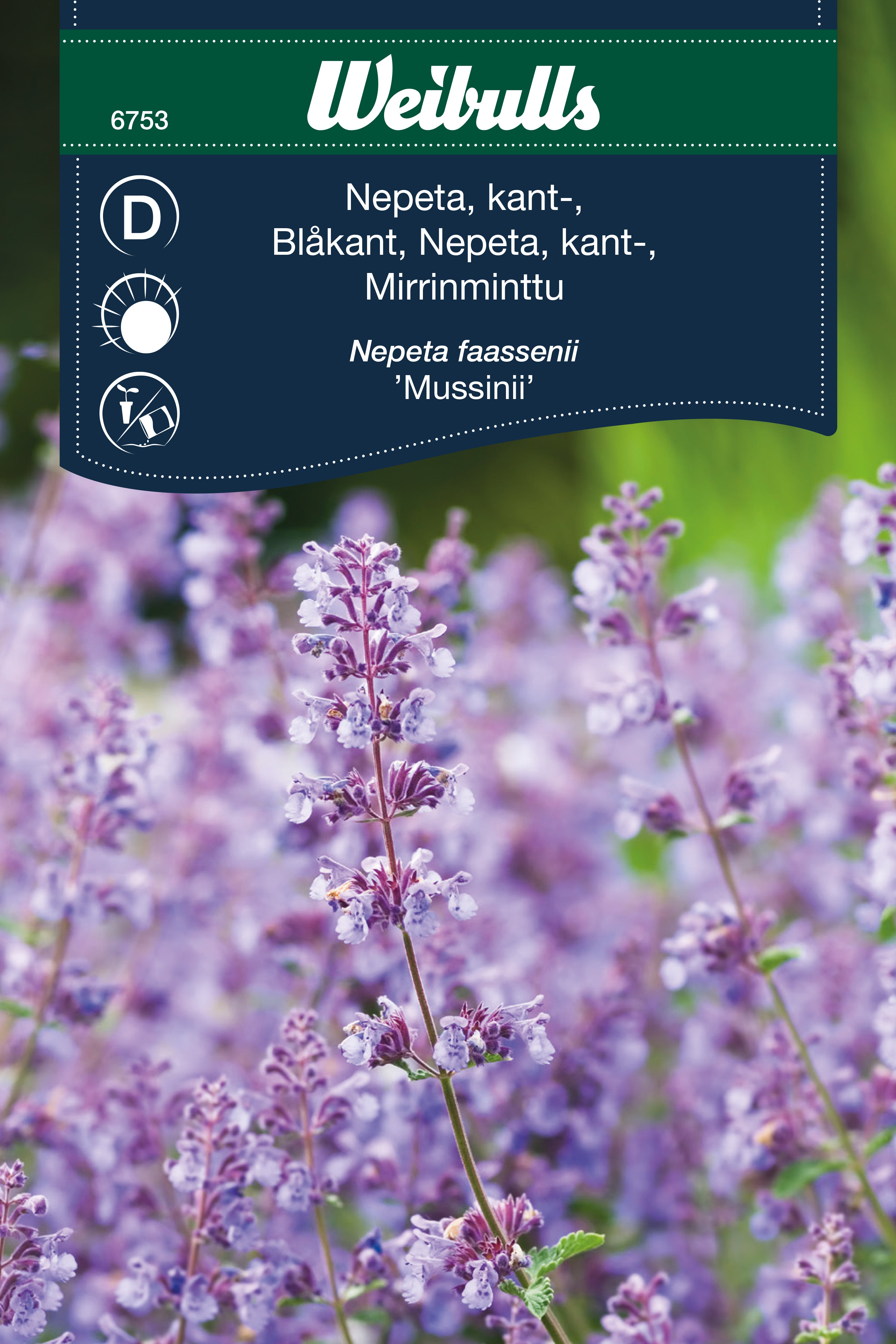 Weibulls Nepeta, kant-, Kattmynta 'Mussinii '