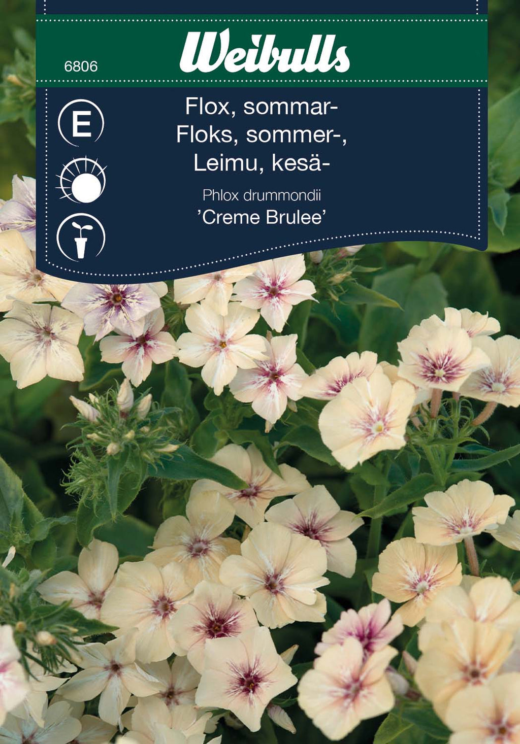 Weibulls Flox, sommar- 'Creme Brulee'