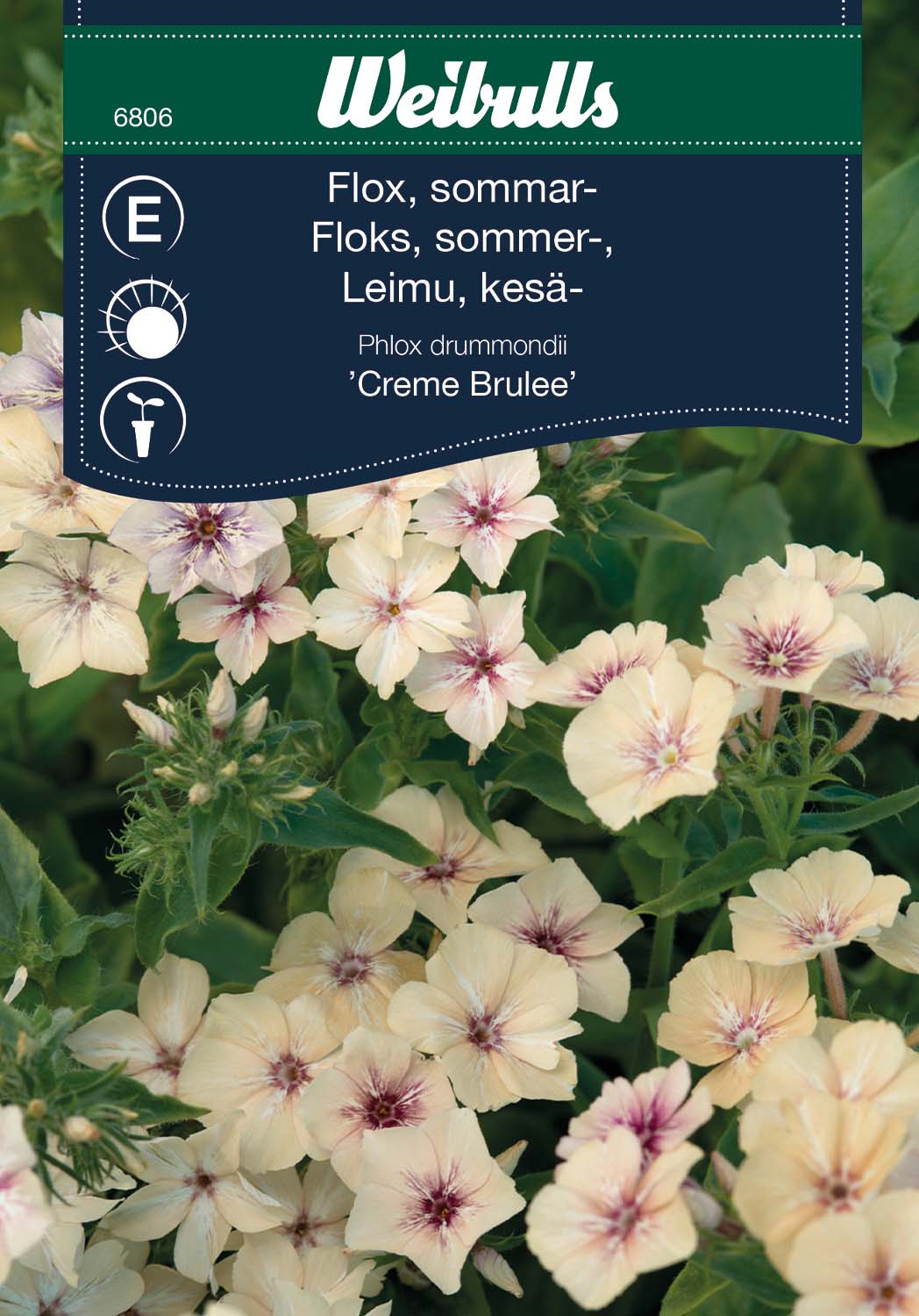 Weibulls Flox, sommar- 'Creme Brulee'