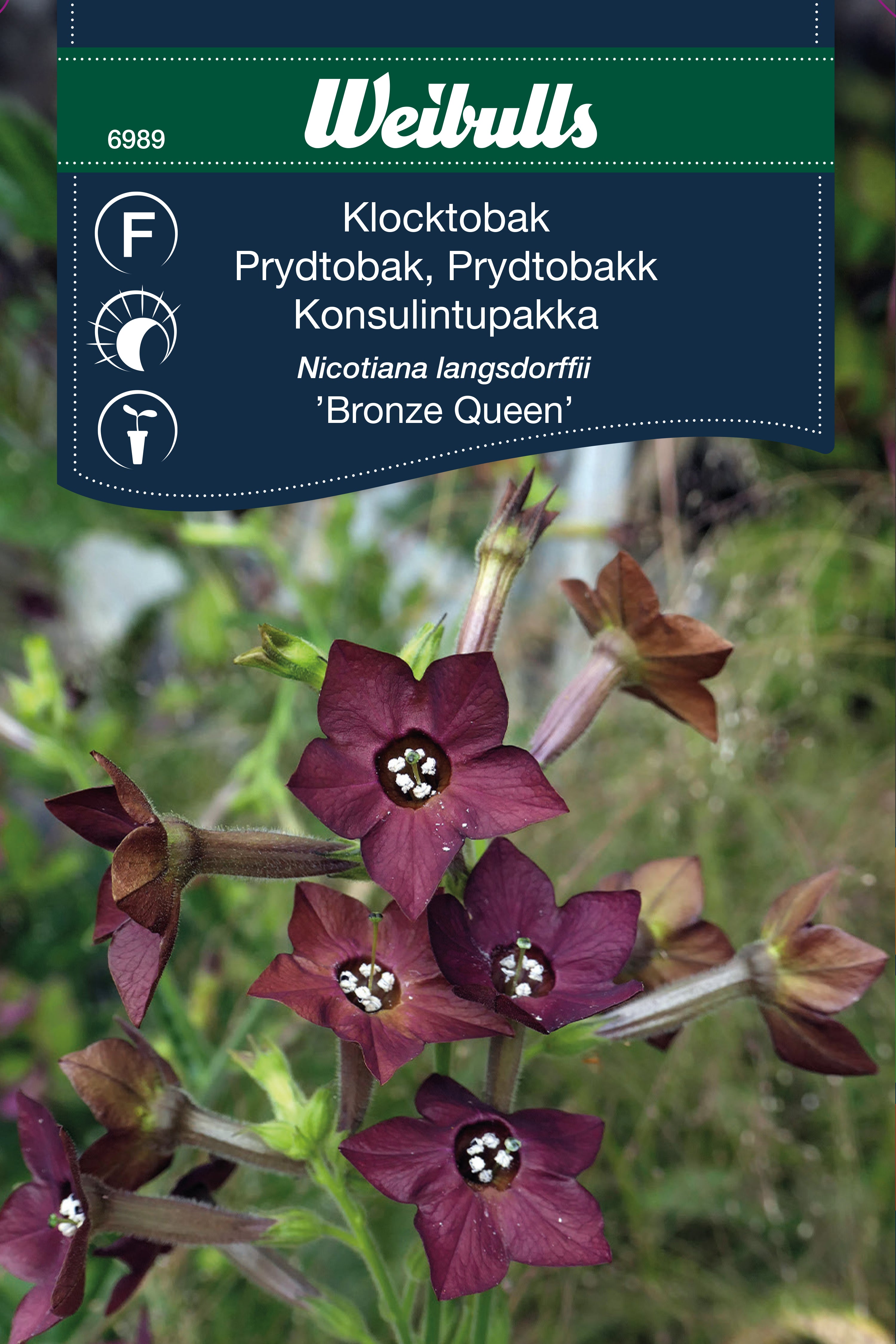 Weibulls Klocktobak 'Bronze Queen'