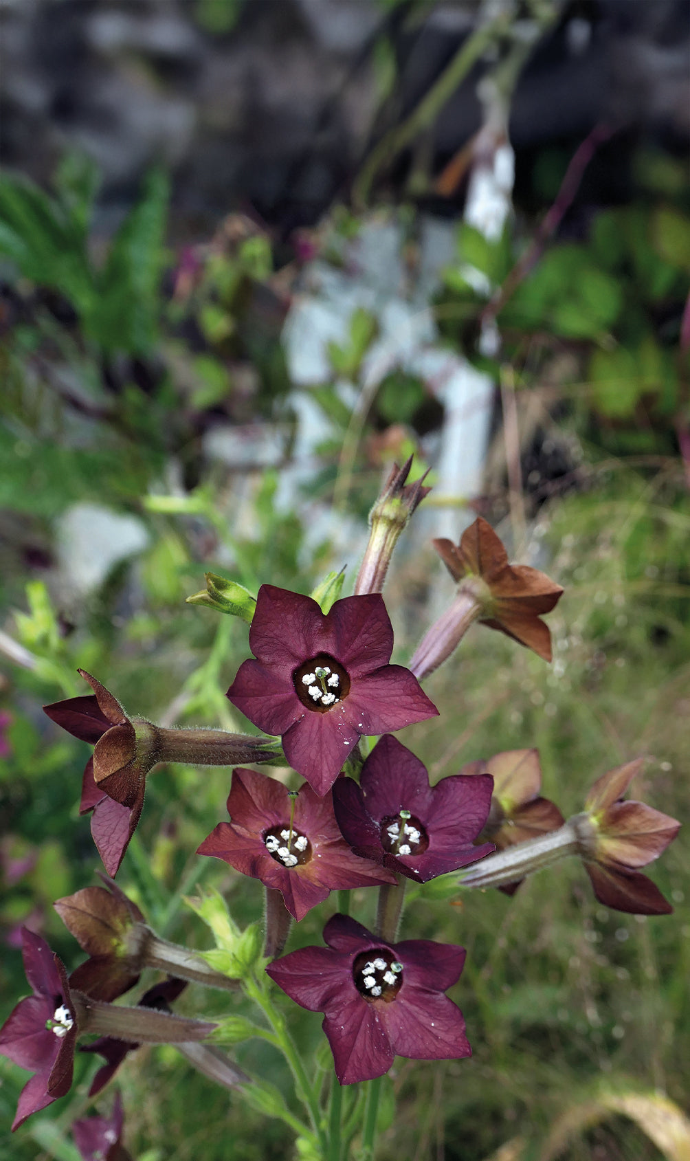 Weibulls Klocktobak 'Bronze Queen'